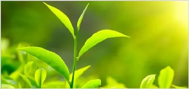 10亩茶叶利润有多少钱？种植要投资多少 | 养殖项目前景