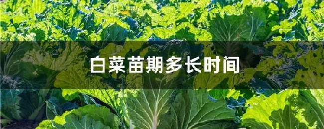 白菜苗期多长时间