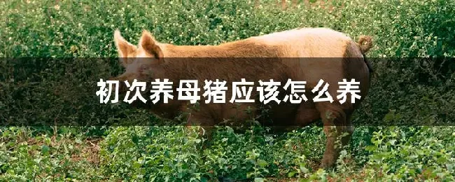 初次养母猪应该怎么养