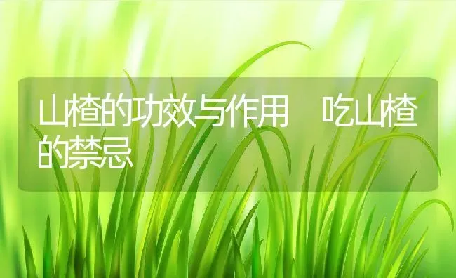 山楂的功效与作用 吃山楂的禁忌 | 养殖资料投稿