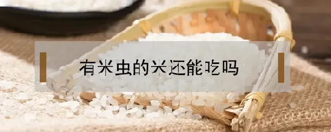 有米虫的米还能吃吗