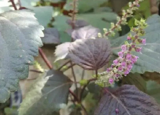 种植前景|黄精种植亩产多少成本和利润