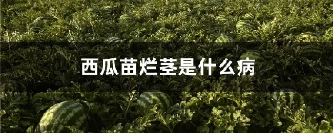 西瓜苗烂茎是什么病