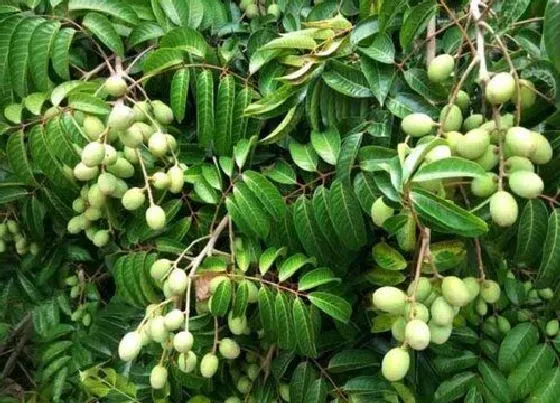 种植前景|橄榄树的种植条件 生长环境与气候条件