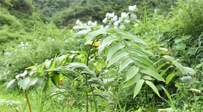 黄精种植难在什么地方？