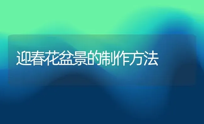 迎春花盆景的制作方法 | 养殖资料投稿