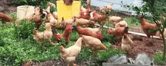 小鸡糊肛的急救方法