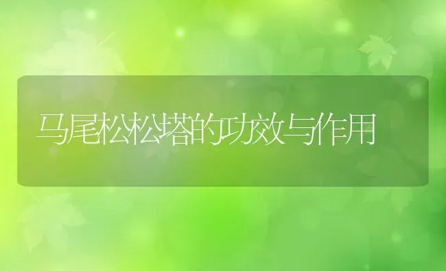 马尾松松塔的功效与作用 | 养殖资料投稿