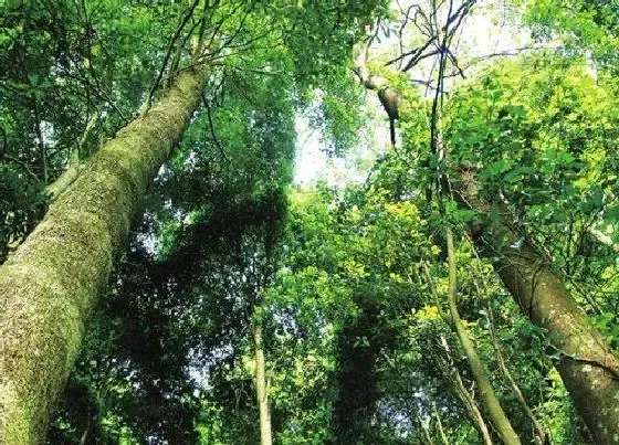 种植前景|金丝楠种植条件 适应哪些地区种植