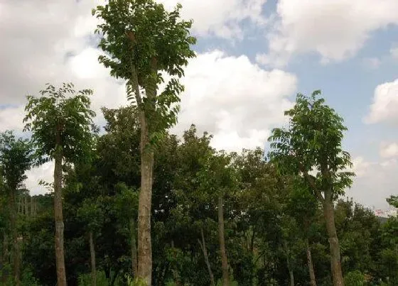 种植前景|种植沉香赚钱吗 种植利润与前景