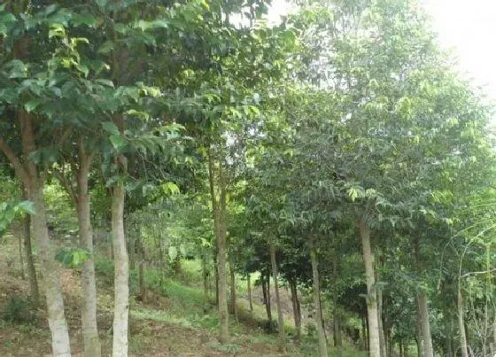 种植前景|种植沉香赚钱吗 种植利润与前景