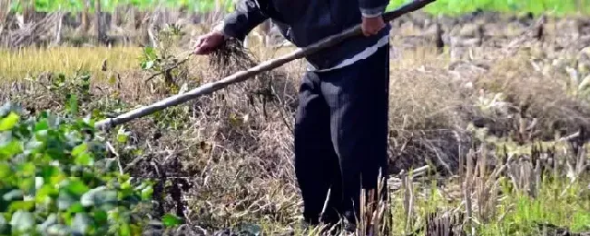 测土配方施肥主要内容是什么有什么好处