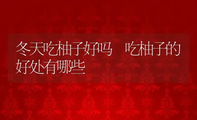 冬天吃柚子好吗 吃柚子的好处有哪些 | 养殖资料投稿