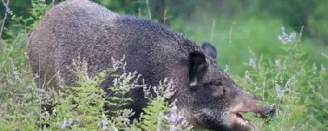 野猪冬天躲在哪里会冬眠吗