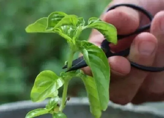 种植前景|黄精种植亩产多少成本和利润