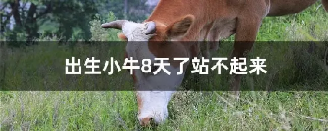 出生小牛8天了站不起来怎么办