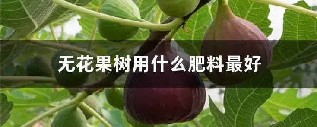 无花果树用什么肥料最好