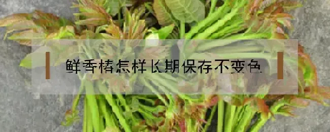 鲜香椿怎样长期保存不变色