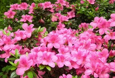 杜鹃花有什么功效