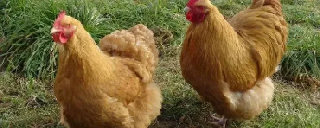 公鸡和母鸡怎样受精公鸡踩母鸡一次管多久