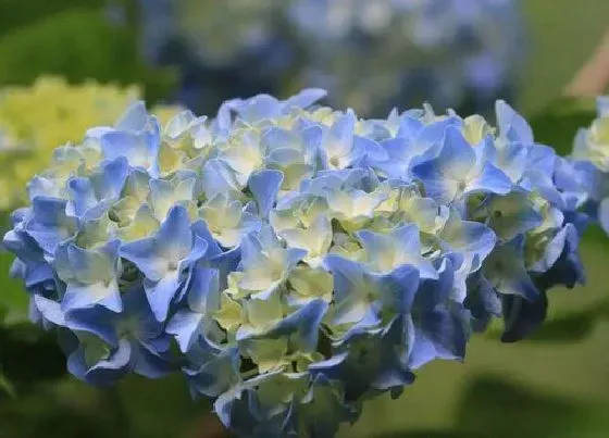 养花|绣球花适合什么季节种植 绣球花苗什么时间种易成活