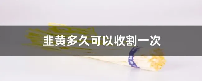 韭黄多久可以收割一次