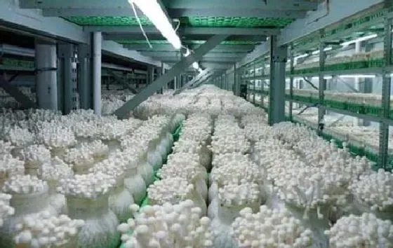 种植前景|种植金针菇赚钱吗 种植成本利润及前景分析