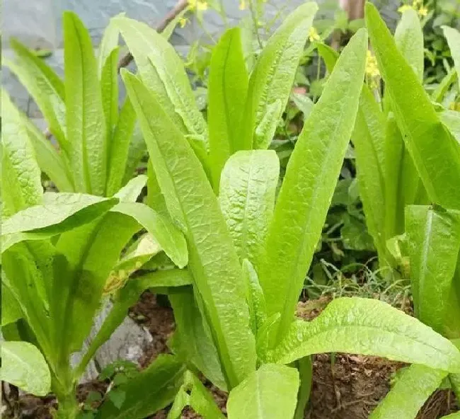 种菜|现在种什么菜蔬菜最合适（四五月份季节适合种的蔬菜）