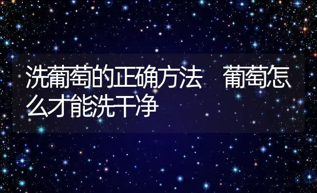 洗葡萄的正确方法 葡萄怎么才能洗干净 | 养殖资料投稿