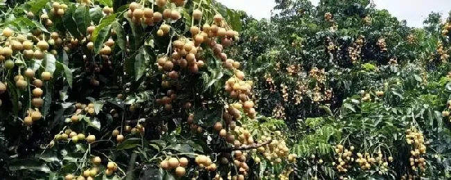 黄皮树结果需要几年？