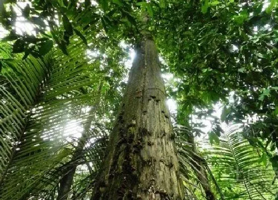种植前景|沉香木种植条件 生长环境的气候条件