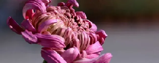 菊花在家里面怎么养殖？菊花家庭养殖方法