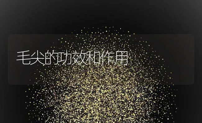 毛尖的功效和作用 | 养殖资料投稿