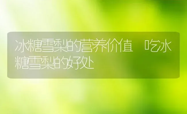 冰糖雪梨的营养价值 吃冰糖雪梨的好处 | 养殖资料投稿