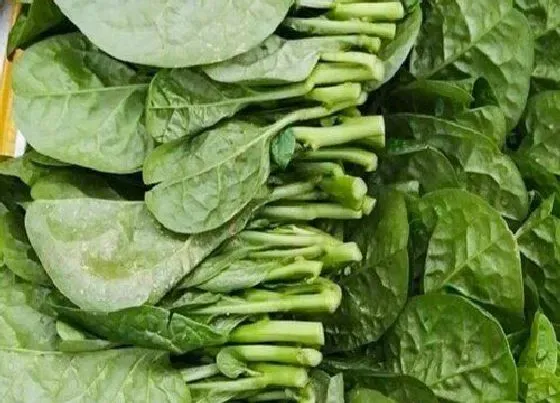 蔬菜|木耳菜是什么菜