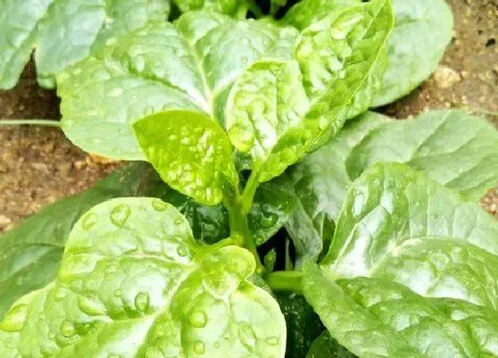 蔬菜|木耳菜是什么菜
