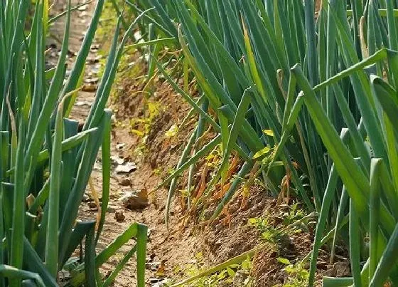 种植前景|大葱亩产量一般多少斤 种植大葱一亩利润多少