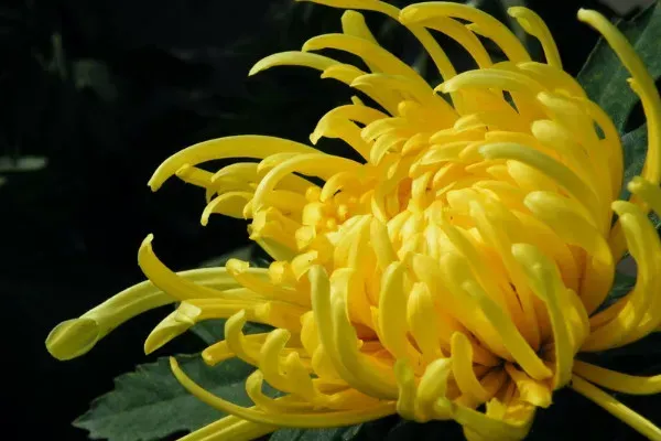 菊花在家里面怎么养殖？菊花家庭养殖方法
