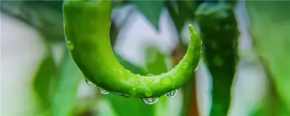 青椒的种植方法和管理技术
