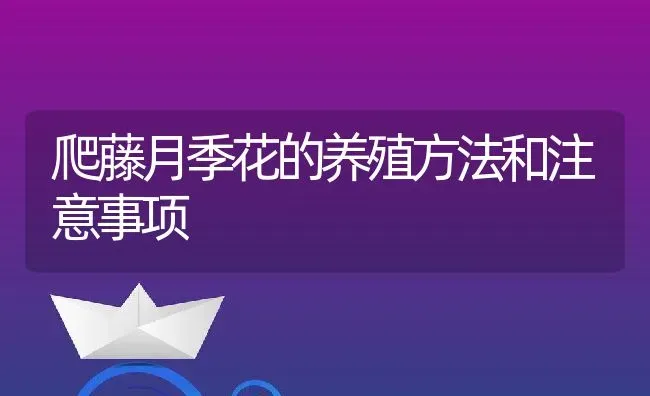 爬藤月季花的养殖方法和注意事项 | 养殖资料投稿