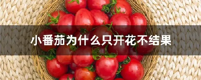 小番茄为什么只开花不结果