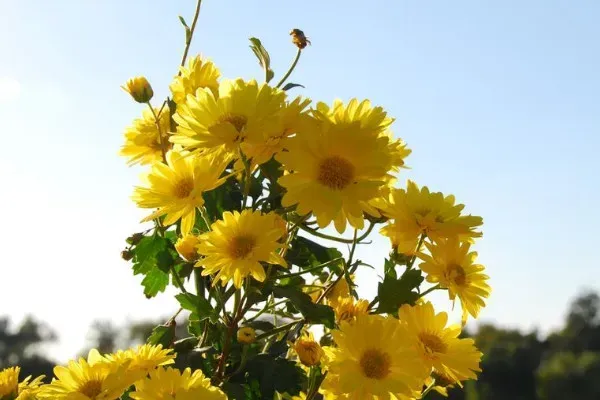 菊花在家里面怎么养殖？菊花家庭养殖方法