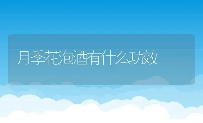月季花泡酒有什么功效 | 养殖资料投稿