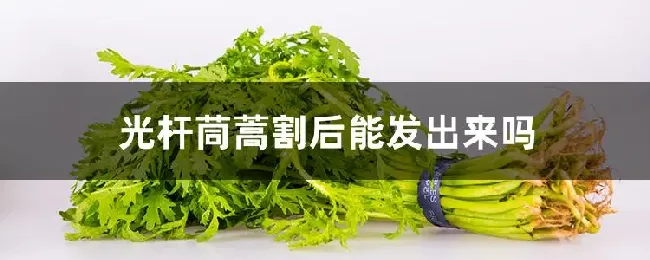 光杆茼蒿割后能发出来吗