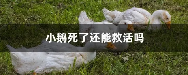 小鹅死了还能救活吗