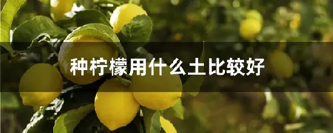 种柠檬用什么土比较好