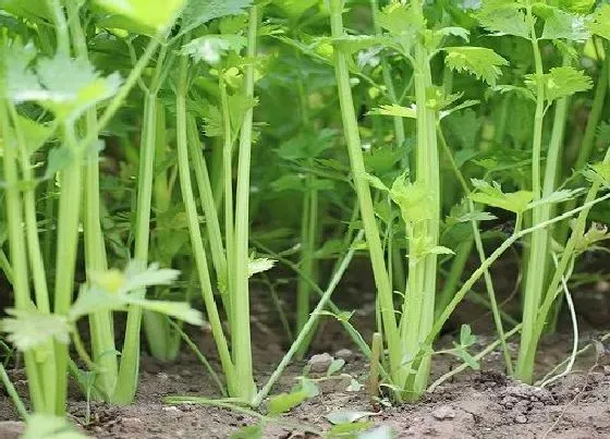 蔬菜|南方9月份适合种植什么蔬菜