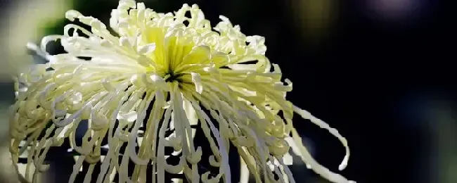 菊花秋天能不能修剪？菊花秋天可以修剪吗