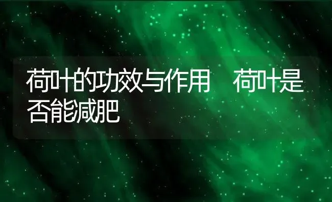 荷叶的功效与作用 荷叶是否能减肥 | 养殖资料投稿