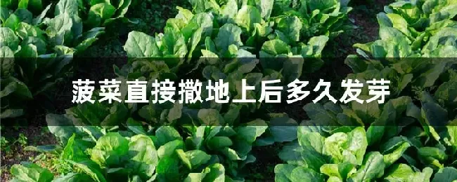 菠菜直接撒地上后多久发芽